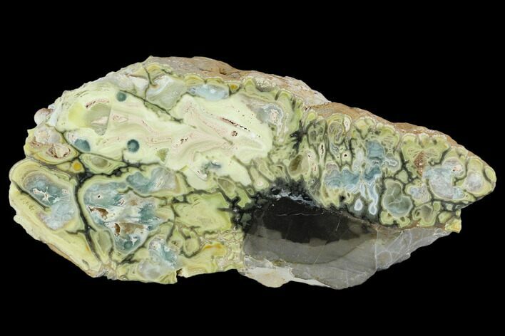 Polished Section Of Clay Canyon Variscite - Old Collection Stock #129645